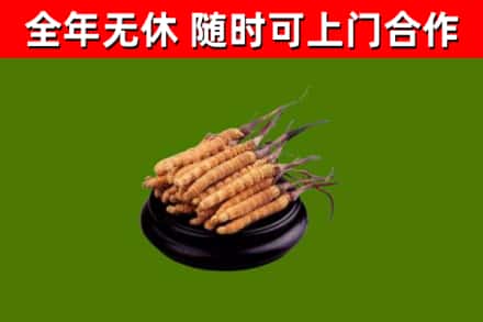 承德回收散虫草